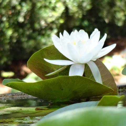 Lotus Organics Day Spa & Wellness